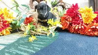Benny , a male Miniature Pinscher for sale in Grabill, IN – Photo 2 of 9