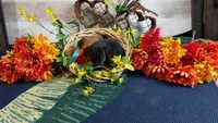 Benny , a male Miniature Pinscher for sale in Grabill, IN – Photo 9 of 9