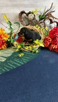 Benny , a male Miniature Pinscher for sale in Grabill, IN – Photo 8 of 9