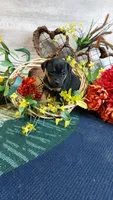 Benny , a male Miniature Pinscher for sale in Grabill, IN – Photo 5 of 9