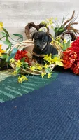 Benny , a male Miniature Pinscher for sale in Grabill, IN – Photo 4 of 9