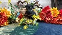 Benny , a male Miniature Pinscher for sale in Grabill, IN – Photo 6 of 9