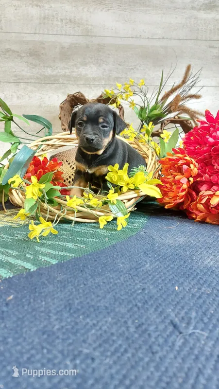 Benny  – Miniature Pinscher puppy for sale in Grabill, IN