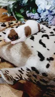 Duke , a male Jack Russell Terrier for sale in Grabill, IN – 8 of 10