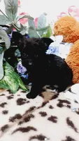 Princess , a female Miniature Pinscher and Poodle - Toy  for sale in Grabill, IN – 7 of 10