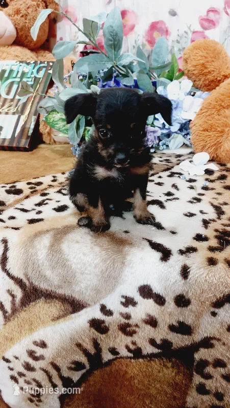 Jasper  – Miniature Pinscher puppy for sale in Grabill, IN