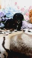 Archie, a male Miniature Pinscher for sale in Grabill, IN – 2 of 8