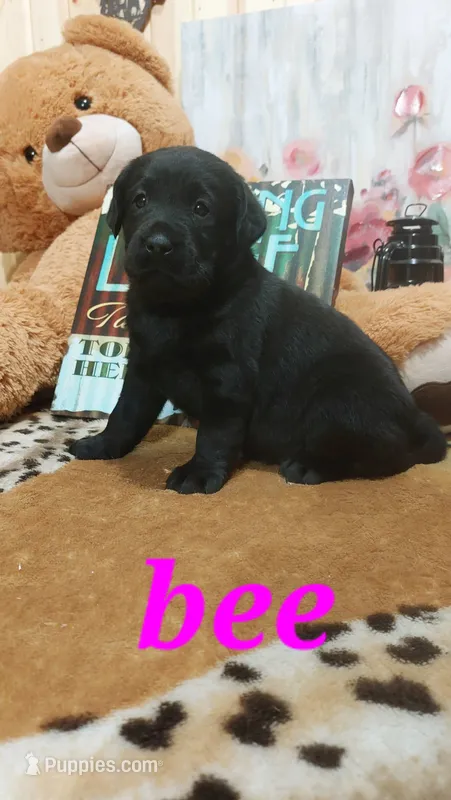 Bee – Labrador Retriever puppy for sale in Grabill, IN