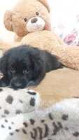 Rex, a male Australian Labradoodle for sale in Grabill, IN – 7 of 9