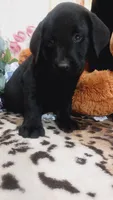 Old dan, a male Labrador Retriever for sale in Grabill, IN – 3 of 9