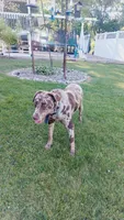 Zoomie, a male Australian Labradoodle for sale in Grabill, IN – 6 of 8