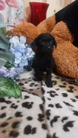 Alfredo, a male Miniature Pinscher for sale in Grabill, IN – 5 of 10