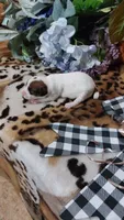 Pearls , a female Jack Russell Terrier for sale in Grabill, IN – 7 of 10