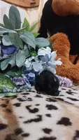 Piper , a female Miniature Pinscher for sale in Grabill, IN – 9 of 10