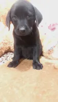 Old dan, a male Labrador Retriever for sale in Grabill, IN – 5 of 9