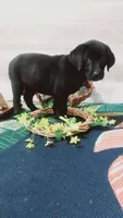 Little Ann, a female Labrador Retriever for sale in Grabill, IN – 9 of 10