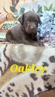 Oakley , a female Labrador Retriever for sale in Grabill, IN – 10 of 10