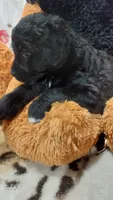 Dandelion, a female Bernese Mountain Dog for sale in Grabill, IN – 4 of 7