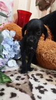 Winnie the Pooh, a female Miniature Pinscher for sale in Grabill, IN – 6 of 9