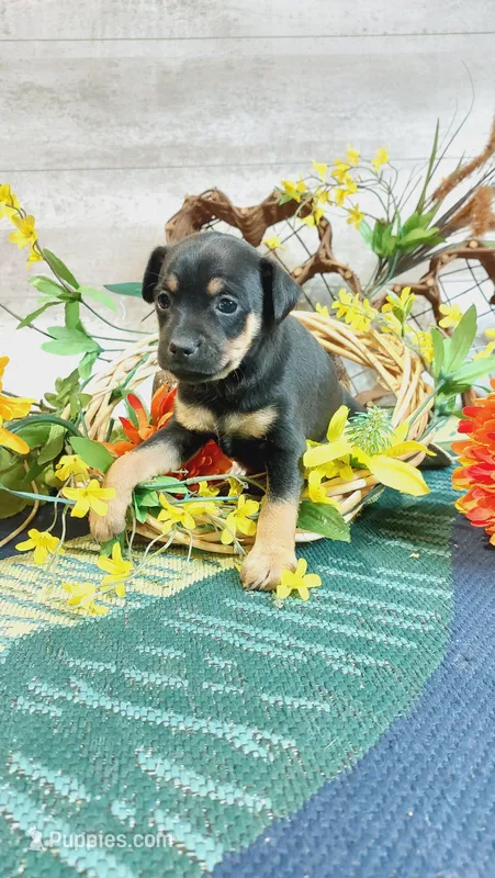 Freddie  – Miniature Pinscher puppy for sale in Grabill, IN