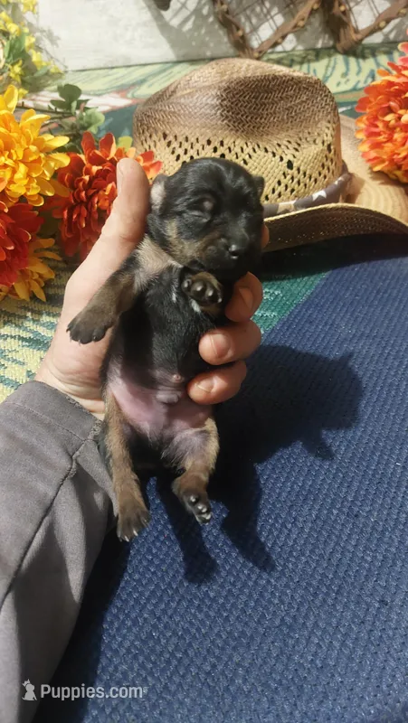 Freddie  – Miniature Pinscher puppy for sale in Grabill, IN