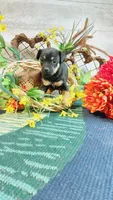 Freddie , a male Miniature Pinscher for sale in Grabill, IN – Photo 4 of 10