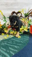 Freddie , a male Miniature Pinscher for sale in Grabill, IN – Photo 2 of 10