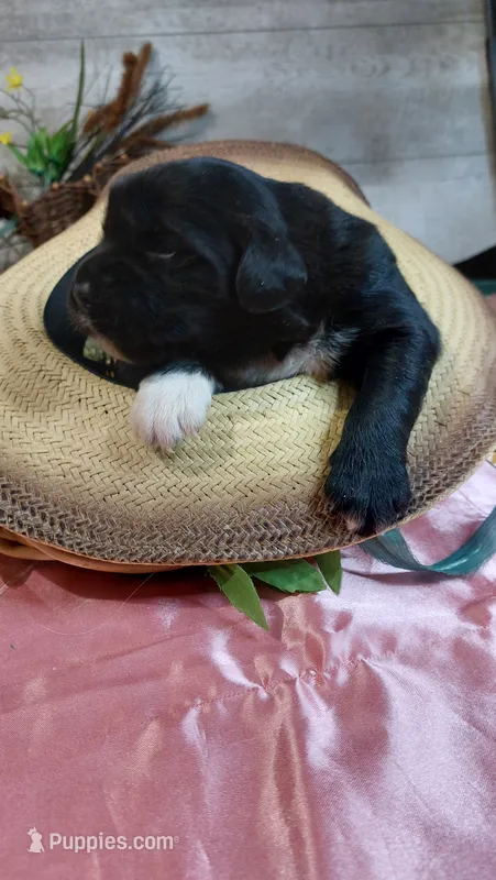Jasper  – Golden Retriever, Labrador Retriever puppy for sale in Grabill, IN
