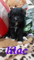 Lilac, a female Bernese Mountain Dog and Miniature Goldendoodle for sale in Grabill, IN – 3 of 10
