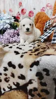 Zoey , a female Goldendoodle and English Cream Golden Retriever for sale in Grabill, IN – 10 of 10