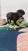 Little Ann, a female Labrador Retriever for sale in Grabill, IN – 5 of 10