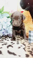 Oakley , a female Labrador Retriever for sale in Grabill, IN – 8 of 10