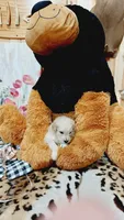 Gunner , a male English Cream Golden Retriever for sale in Grabill, IN – 9 of 10