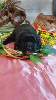 Jasper , a male Golden Retriever and Labrador Retriever for sale in Grabill, IN – 8 of 8