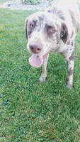Zoomie, a male Australian Labradoodle for sale in Grabill, IN – 5 of 8