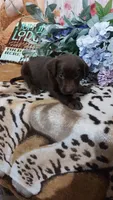 Oakley , a female Labrador Retriever for sale in Grabill, IN – 4 of 10