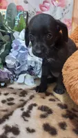 Winnie the Pooh, a female Miniature Pinscher for sale in Grabill, IN – 8 of 9