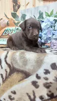 Oakley , a female Labrador Retriever for sale in Grabill, IN – 7 of 10