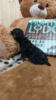 Jasper , a male Miniature Pinscher for sale in Grabill, IN – 7 of 8