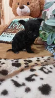 Princess , a female Miniature Pinscher and Poodle - Toy  for sale in Grabill, IN – 10 of 10