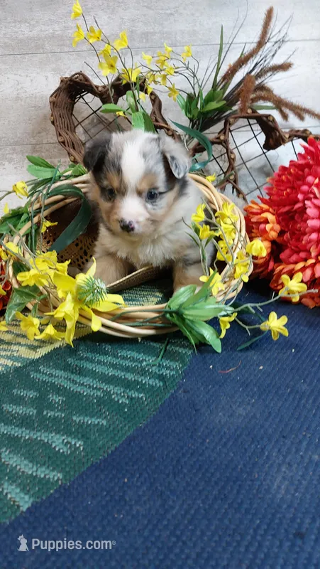Freda – Australian Shepherd puppy for sale in Grabill, IN