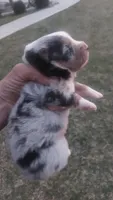 Freda, a female Australian Shepherd for sale in Grabill, IN – Photo 2 of 6