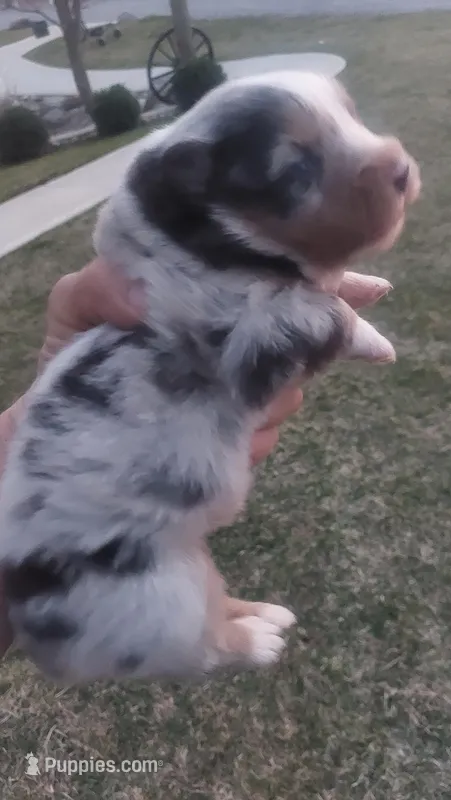 Freda – Australian Shepherd puppy for sale in Grabill, IN