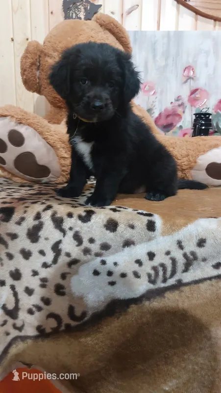 Rex – Australian Labradoodle puppy for sale in Grabill, IN