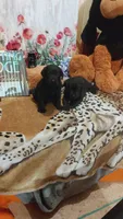 Blade , a male Labrador Retriever for sale in Grabill, IN – 6 of 8