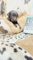 Oakley , a female Labrador Retriever for sale in Grabill, IN – 6 of 10