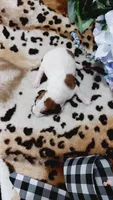 Duke , a male Jack Russell Terrier for sale in Grabill, IN – 2 of 10