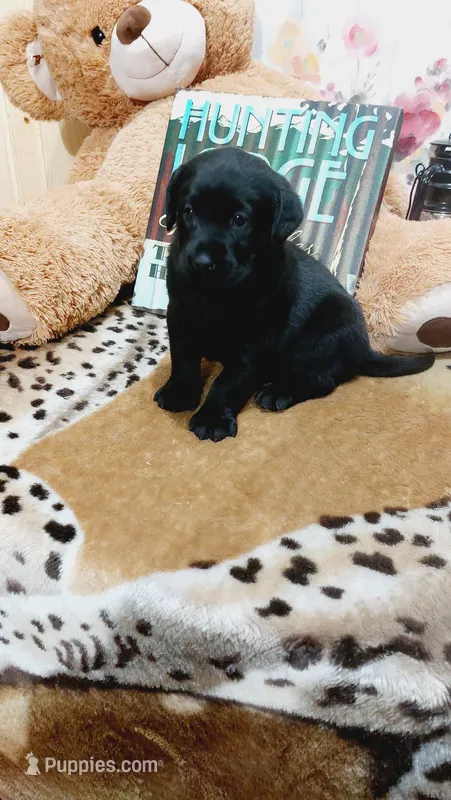 Bee – Labrador Retriever puppy for sale in Grabill, IN