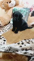 Bee, a female Labrador Retriever for sale in Grabill, IN – 7 of 9