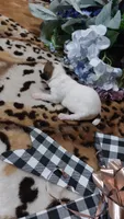 Pearls , a female Jack Russell Terrier for sale in Grabill, IN – 9 of 10
